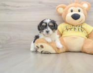 8 week old Shih Poo Puppy For Sale - Florida Fur Babies