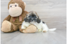 Meet Alexis - our Shih Poo Puppy Photo 1/3 - Florida Fur Babies