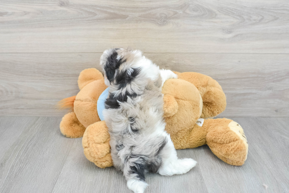 Adorable Shihpoo Poodle Mix Puppy