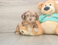 7 week old Shih Poo Puppy For Sale - Florida Fur Babies