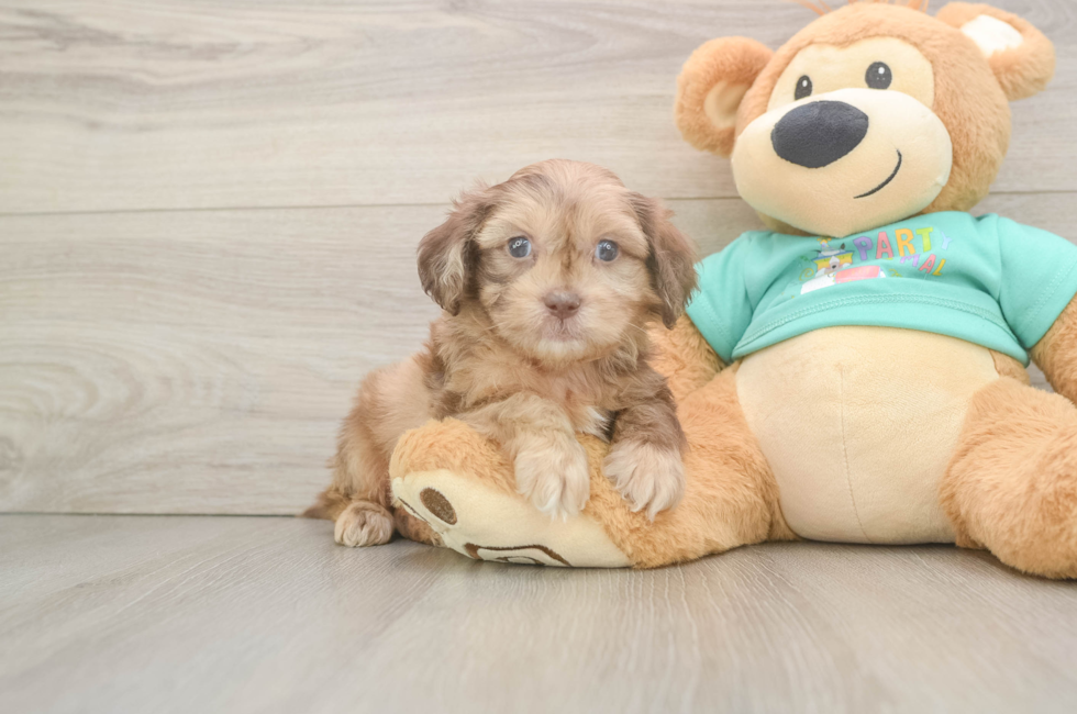 6 week old Shih Poo Puppy For Sale - Florida Fur Babies