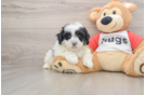 Cute Shih Poo Baby