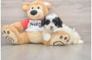Best Shih Poo Baby