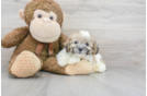 Meet Alvin - our Shih Poo Puppy Photo 2/3 - Florida Fur Babies