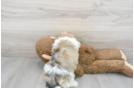 Meet Alvin - our Shih Poo Puppy Photo 3/3 - Florida Fur Babies