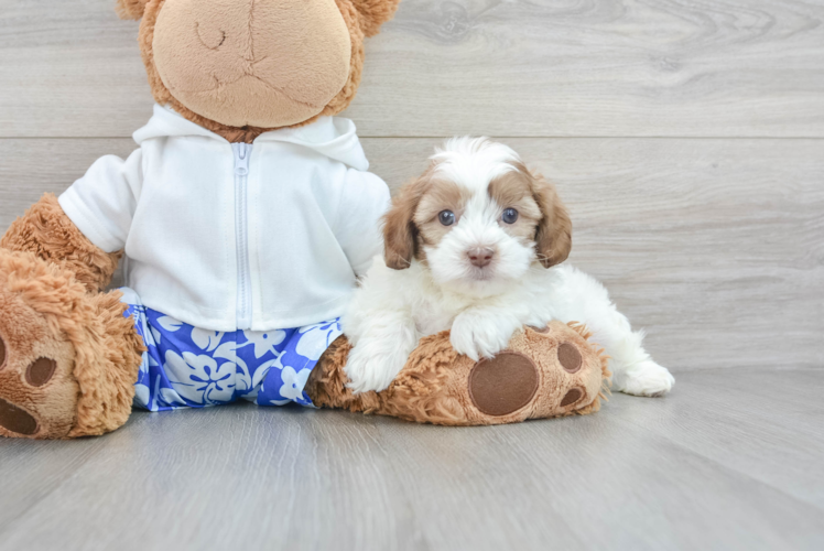 Friendly Shih Poo Baby