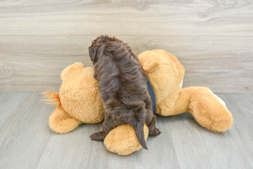 Best Shih Poo Baby