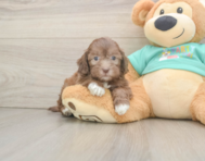 7 week old Shih Poo Puppy For Sale - Florida Fur Babies