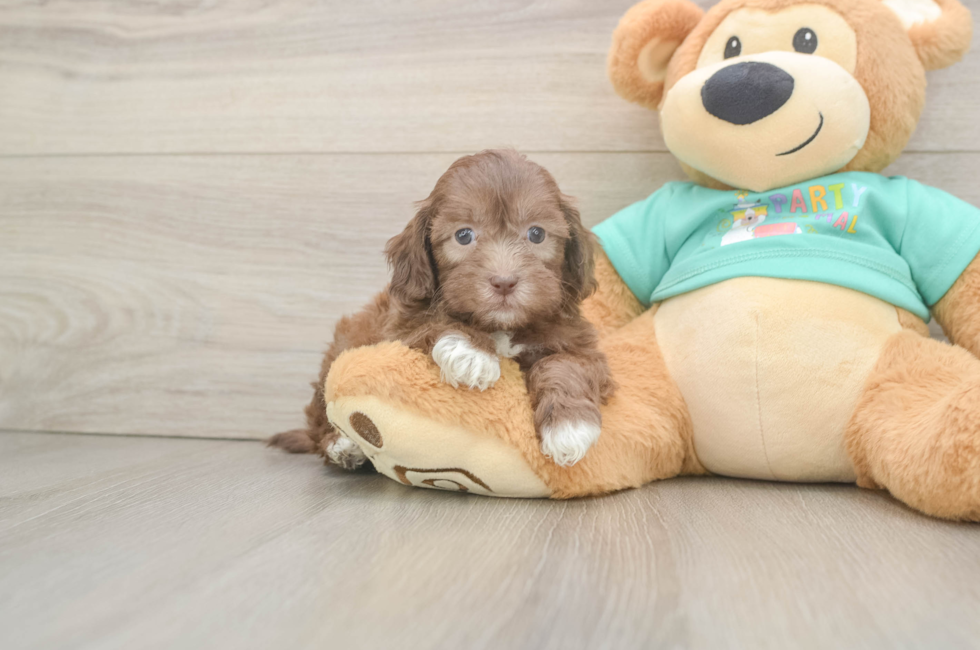 6 week old Shih Poo Puppy For Sale - Florida Fur Babies