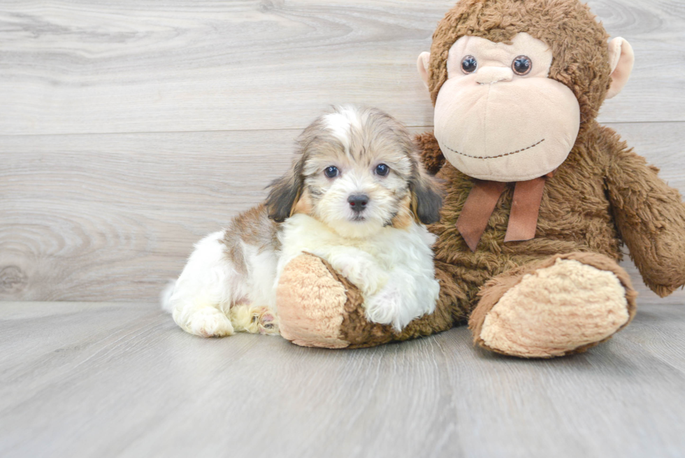 Meet Andy - our Shih Poo Puppy Photo 1/3 - Florida Fur Babies