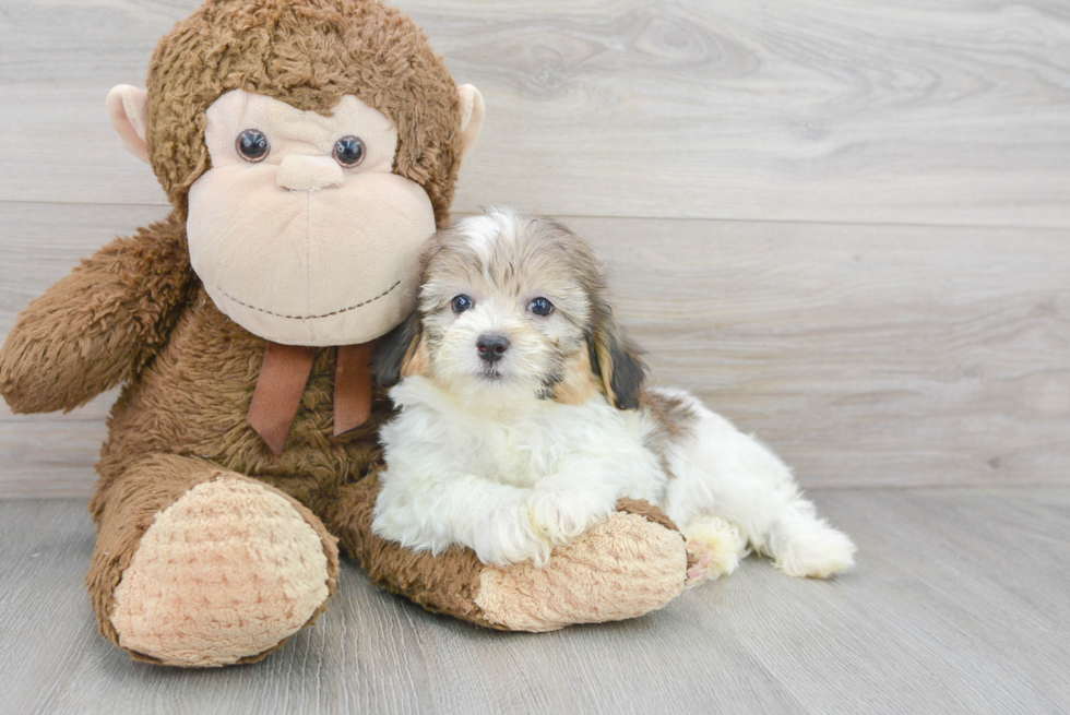 Meet Andy - our Shih Poo Puppy Photo 2/3 - Florida Fur Babies