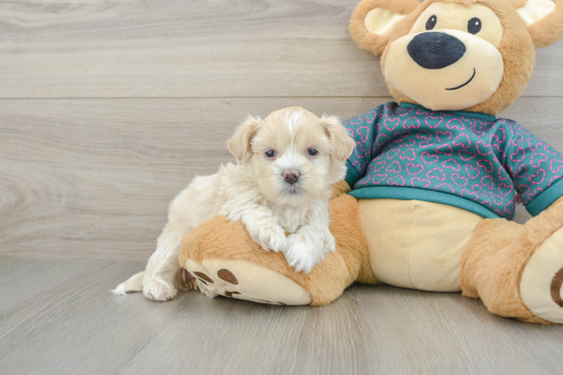 Meet Arielle - our Shih Poo Puppy Photo 1/3 - Florida Fur Babies
