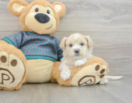 7 week old Shih Poo Puppy For Sale - Florida Fur Babies