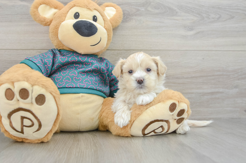 5 week old Shih Poo Puppy For Sale - Florida Fur Babies