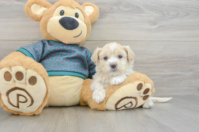 Meet Arielle - our Shih Poo Puppy Photo 3/3 - Florida Fur Babies