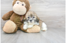 Meet Arielle - our Shih Poo Puppy Photo 2/3 - Florida Fur Babies