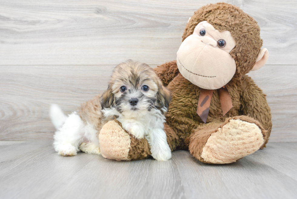 Meet Arielle - our Shih Poo Puppy Photo 1/3 - Florida Fur Babies