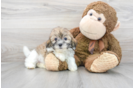 Meet Arielle - our Shih Poo Puppy Photo 1/3 - Florida Fur Babies