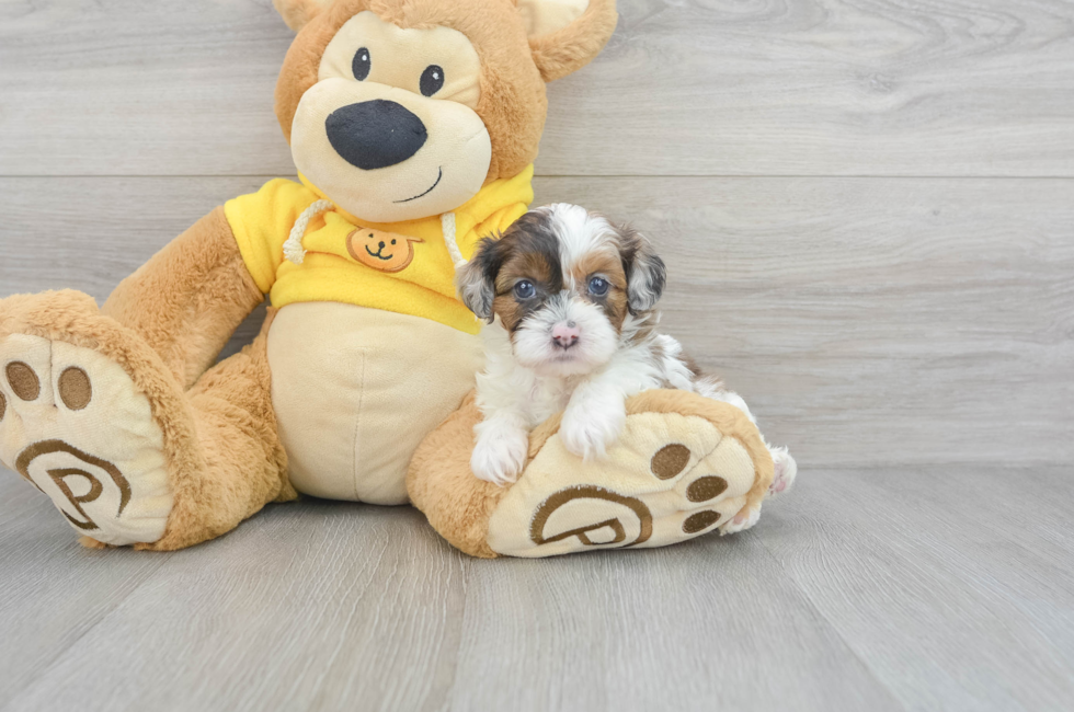 8 week old Shih Poo Puppy For Sale - Florida Fur Babies