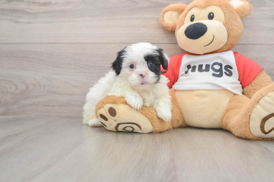 Shih Poo Pup Being Cute