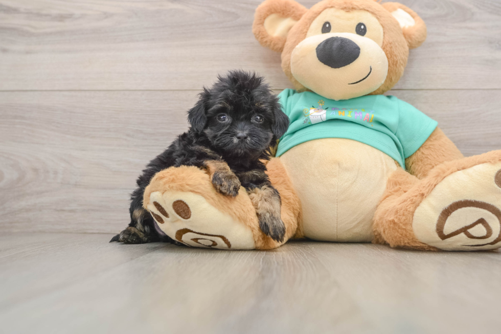 Friendly Shih Poo Baby