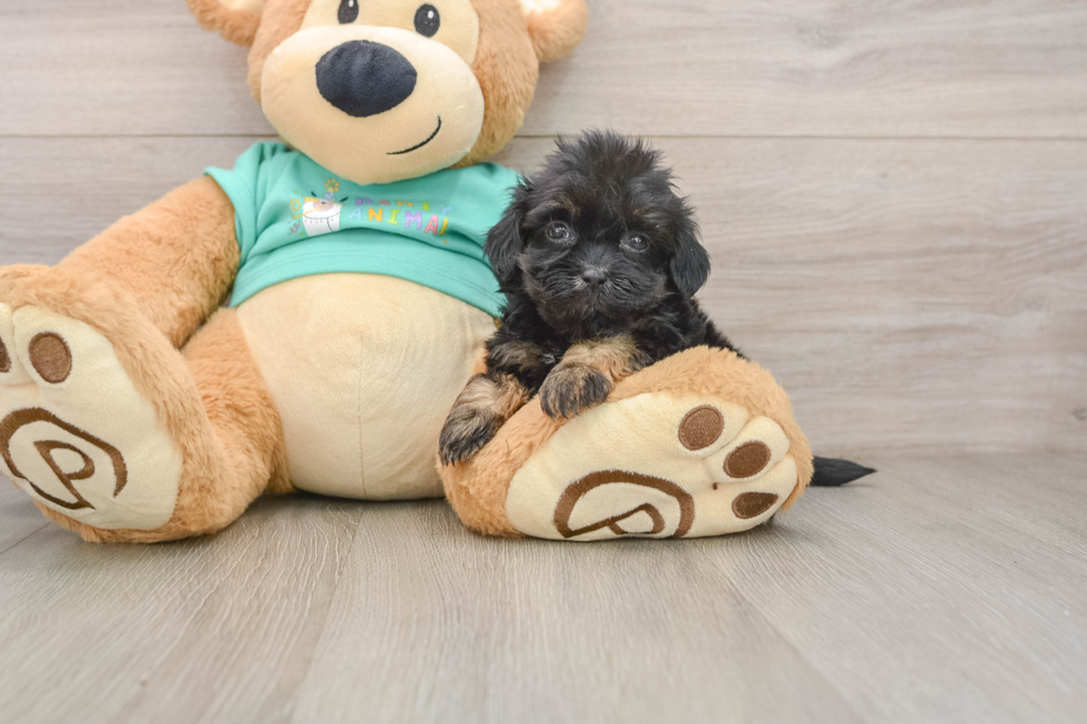 Shih Poo Puppy for Adoption