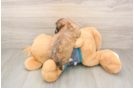 Energetic Shihpoo Poodle Mix Puppy