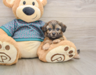 9 week old Shih Poo Puppy For Sale - Florida Fur Babies