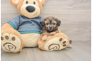 Shih Poo Pup Being Cute