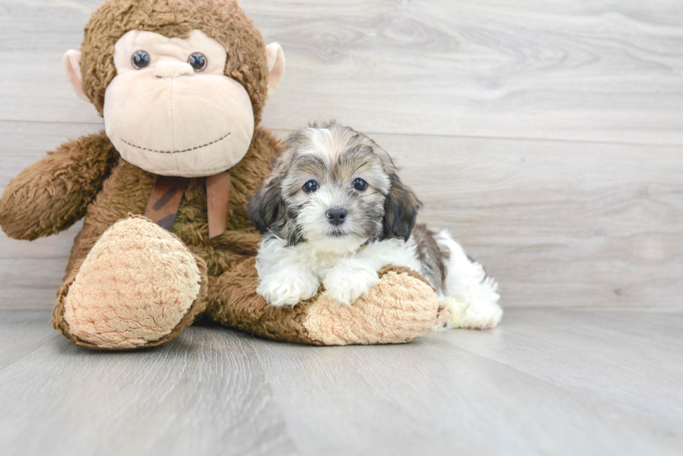 Meet Ashley - our Shih Poo Puppy Photo 1/3 - Florida Fur Babies