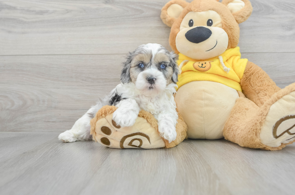 9 week old Shih Poo Puppy For Sale - Florida Fur Babies