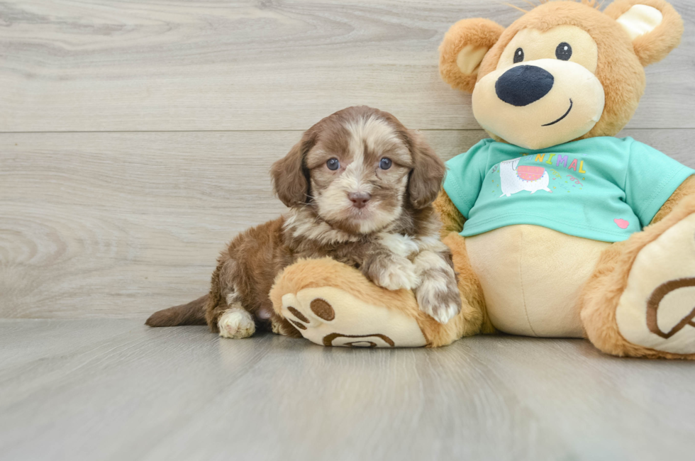 5 week old Shih Poo Puppy For Sale - Florida Fur Babies