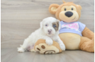 Popular Shih Poo Poodle Mix Pup