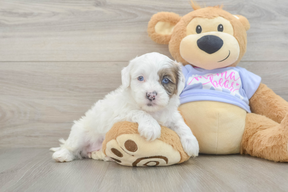 Popular Shih Poo Poodle Mix Pup