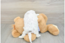 Playful Shihpoo Poodle Mix Puppy