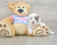 8 week old Shih Poo Puppy For Sale - Florida Fur Babies