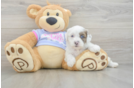 Funny Shih Poo Poodle Mix Pup