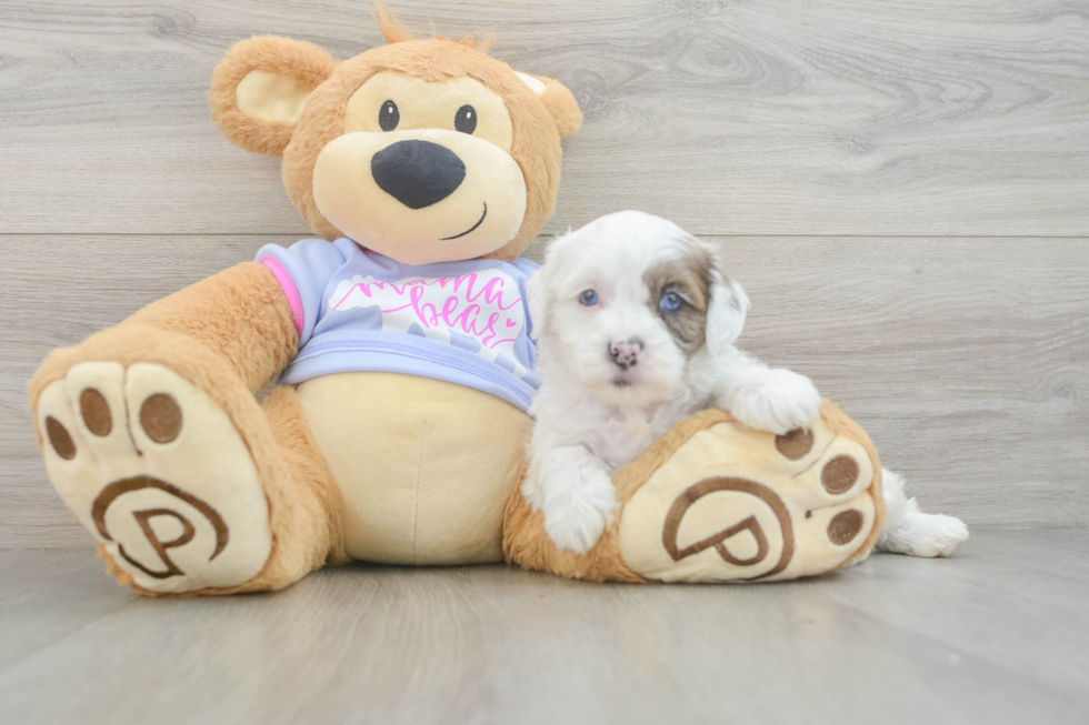 Funny Shih Poo Poodle Mix Pup
