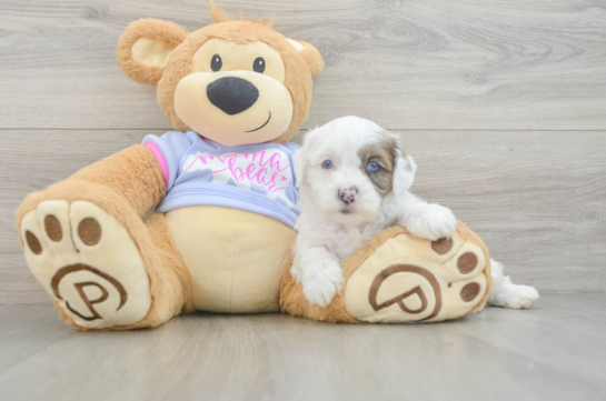 Funny Shih Poo Poodle Mix Pup