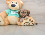 5 week old Shih Poo Puppy For Sale - Florida Fur Babies