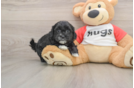 Cute Shih Poo Baby