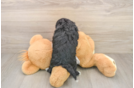 Adorable Shih Poo Poodle Mix Puppy