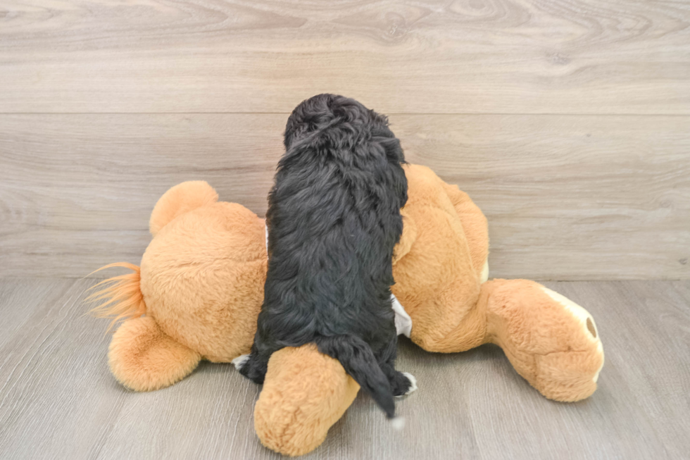 Adorable Shih Poo Poodle Mix Puppy