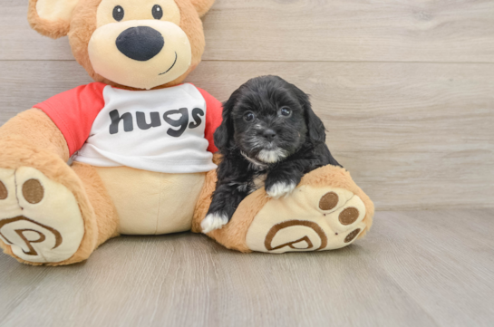 Shih Poo Pup Being Cute