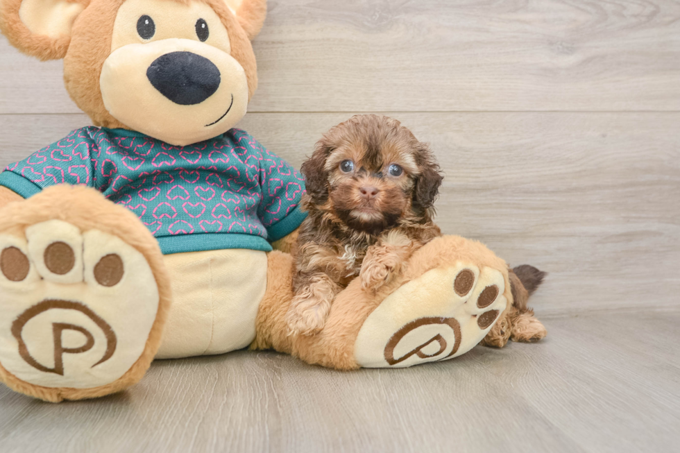Best Shih Poo Baby