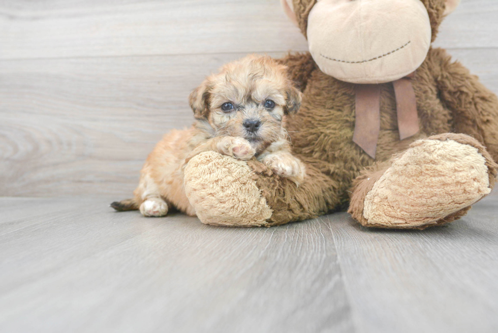 Playful Shihpoo Poodle Mix Puppy