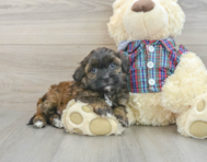 7 week old Shih Poo Puppy For Sale - Florida Fur Babies