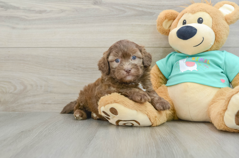 5 week old Shih Poo Puppy For Sale - Florida Fur Babies