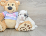 6 week old Shih Poo Puppy For Sale - Florida Fur Babies