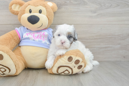 Playful Shihpoo Poodle Mix Puppy